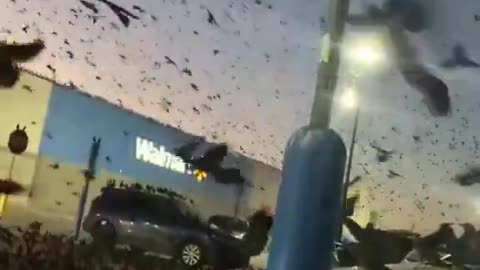 Texas - birds, birds, birds...