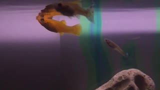 Orange fish sucking water off surface of tank