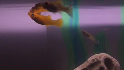 Orange fish sucking water off surface of tank