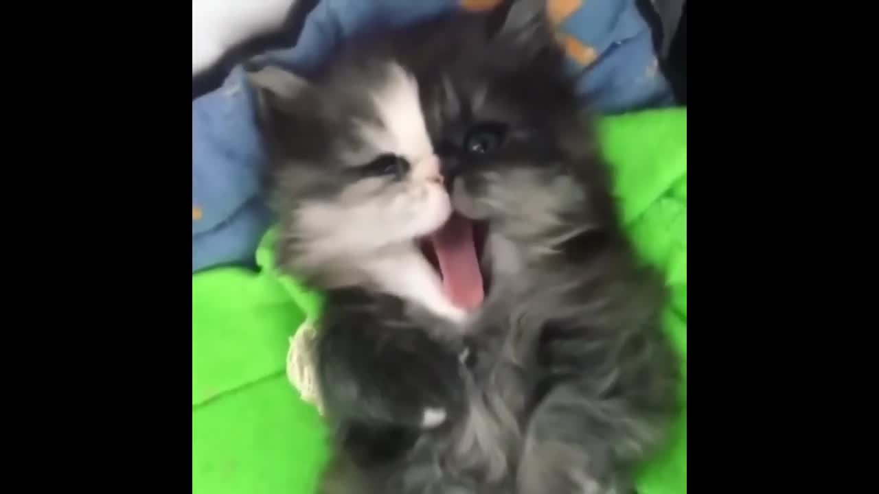Funny & Cute Cats TikTok Compilation #1 🐈!!!