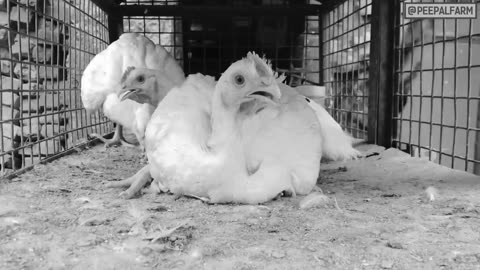 Animal rescue ⛑️🐔chicken🐓🐤