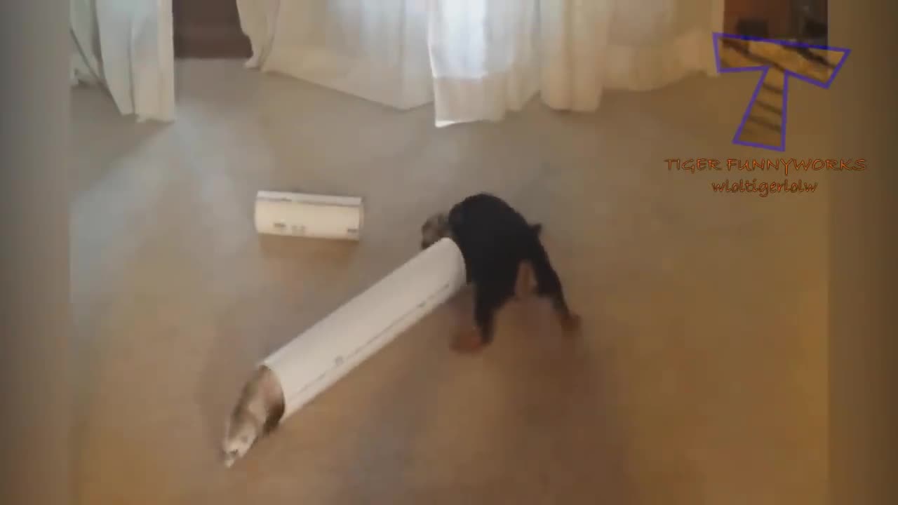 Funny Animal Video for Laugh