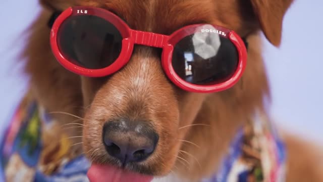 dog having fun wearing glasses