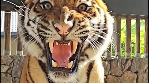 The tiger's face was so fierce. It was frightening