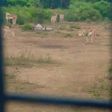 Amazing natural view of deers in jungle safari