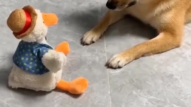 Dog barking in front of small dummy duck dog and duck enjoy