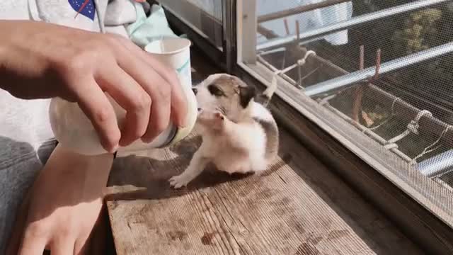 Feeding the cuties puppy ever.