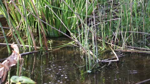 Mama Moorhen and babies warning about juvenile gator