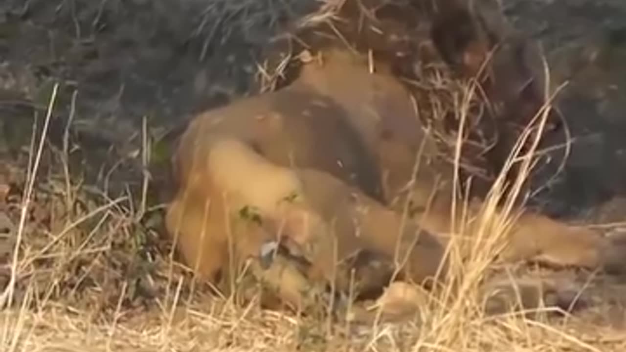 Lion vs Buffalo Fight Till Death