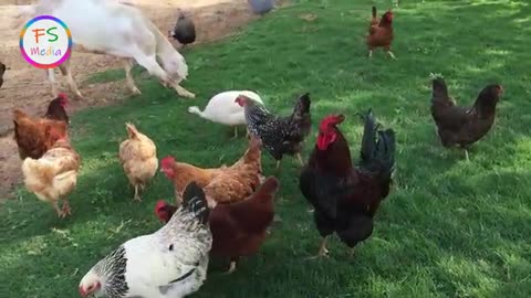 Funny Rooster and Chicken Dance.