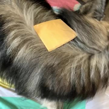 Cheese slice sends funny puppy into state of confusion