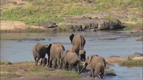 Look at this tiny elephant crossing the river