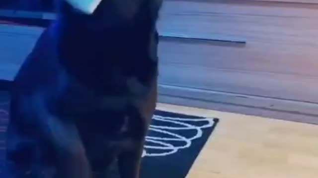 friendly dog ​​puts on mask after its owner sneezes