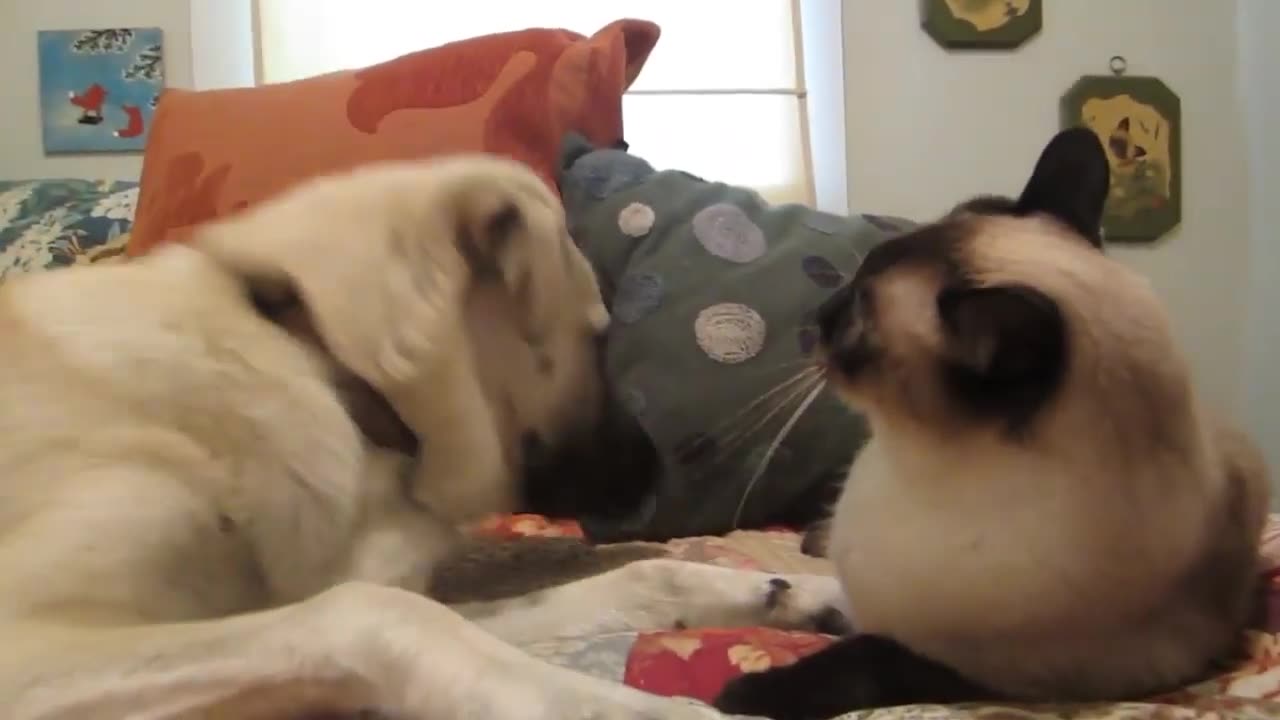 Funny cats and dogs compilation