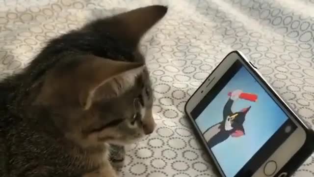 Pussycat watching Tom and Jerry