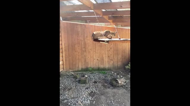 Not everyone can make jumping look so easy|vertical leap of over 6 feet.|Funny cat