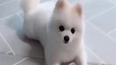 Cute Dog Spinning Happily