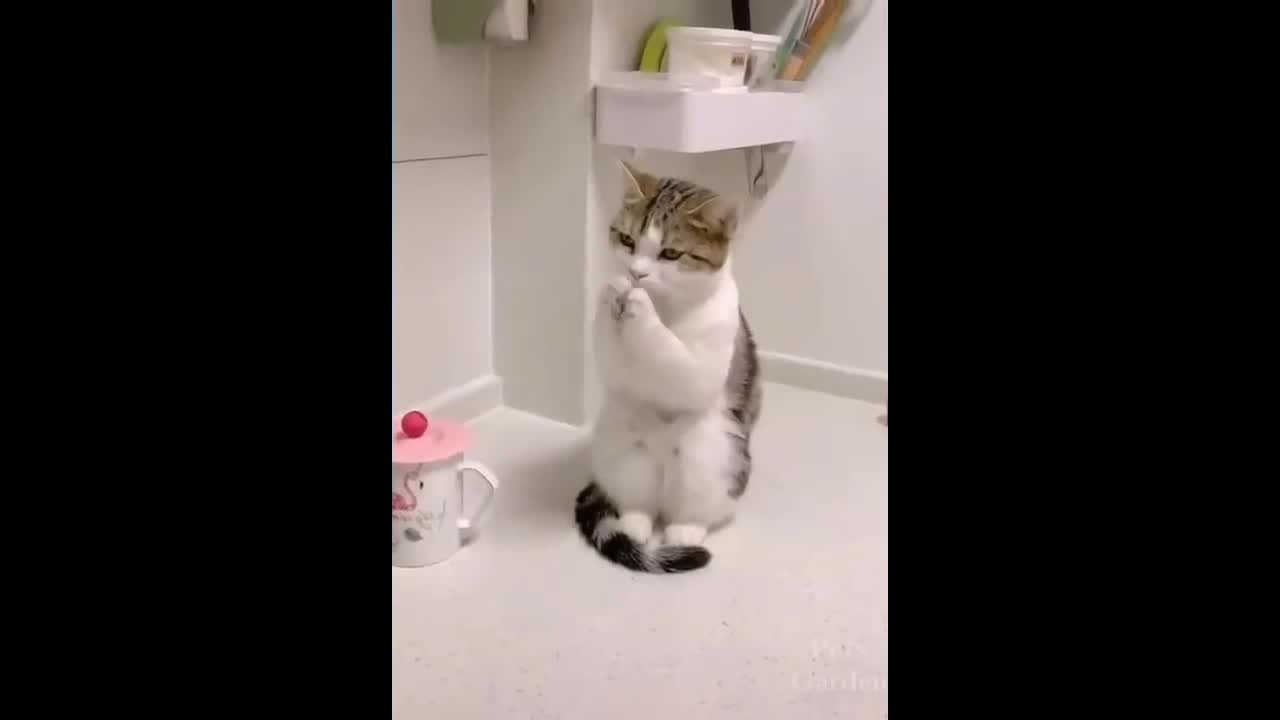 Bloody cat dancing while cooking!!