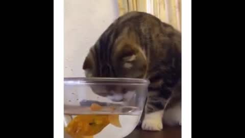 cat that wants to eat goldfish