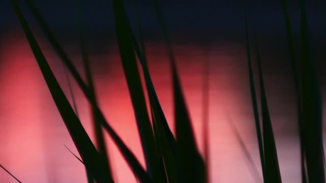 A plant silhouette against the backdrop of a lake reflects the sunset