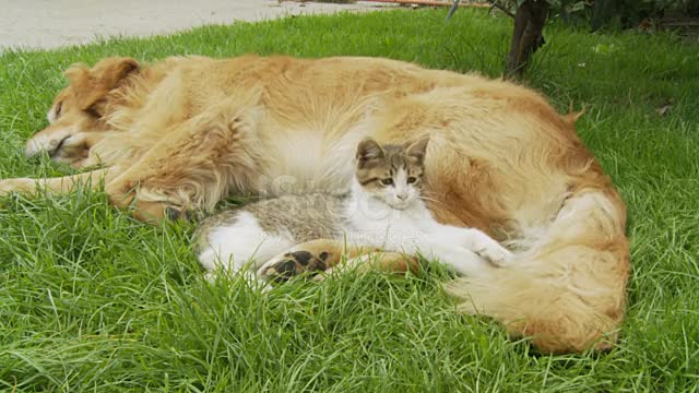 Kitten Playing With Dog's