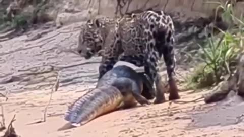 Leopard vs Crocodile