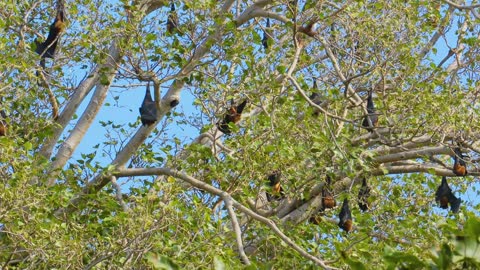 ndian flying fox (Pteropus medius, formerly Pteropus giganteus)