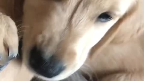 Golden retriever puppy being cute and cuddly.