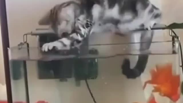 Funny cat has intention to eat the fish