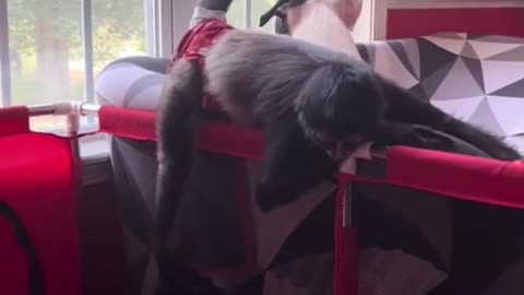 Monkey and dog are great friends