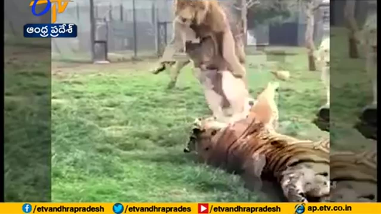 fight between loin and tiger