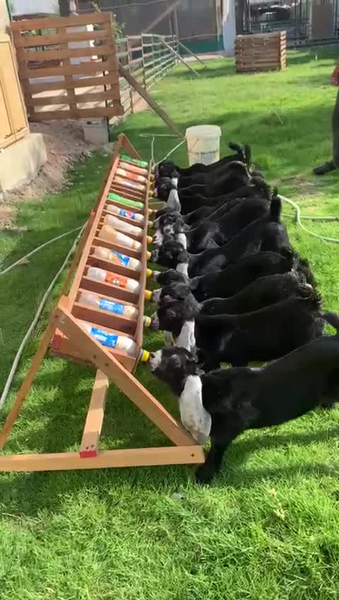 Cute baby goats drinking milk