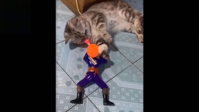 Cat Is Fighting A Warrior (Laugh Together)