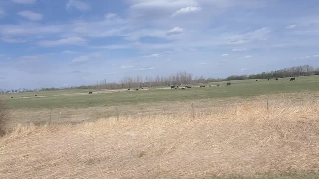 LONG DRIVE COWS FARM