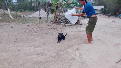 Haha! Run a dog!