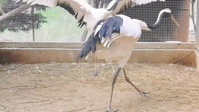 Red-crowned cranes