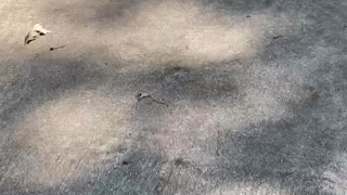 Driveway Alerts