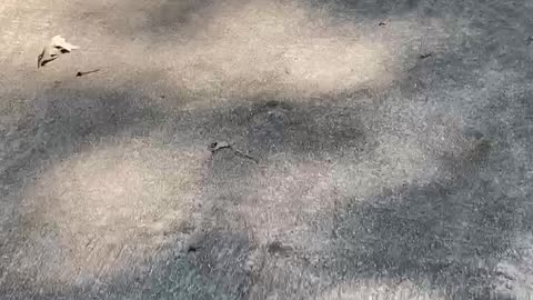 Driveway Alerts
