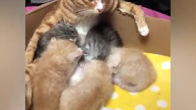 OMG So Cute Best Funny Cat Videos 2021 # 5