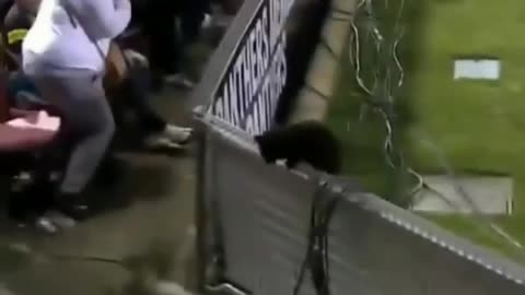 Dog video