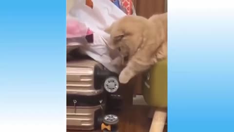 Funny home animals