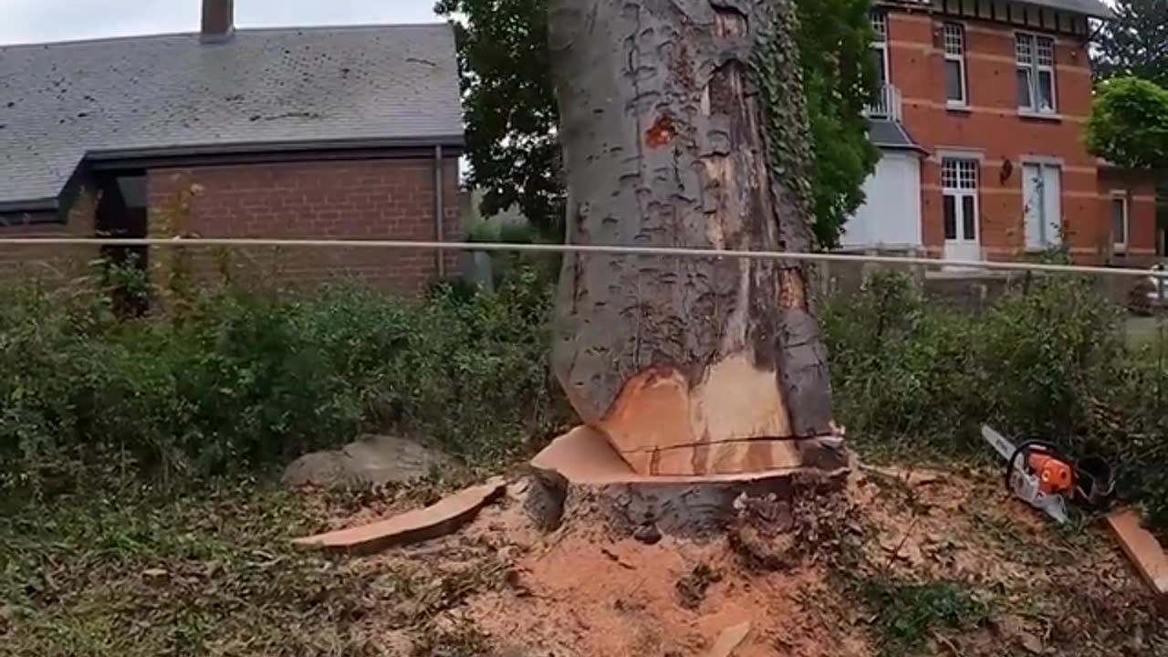 Cut down the 600 years old red oak tree#trending #cutting #tree #oak