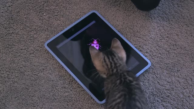 This Is what it looks like when a cats play on an iPad (And Why They Should)