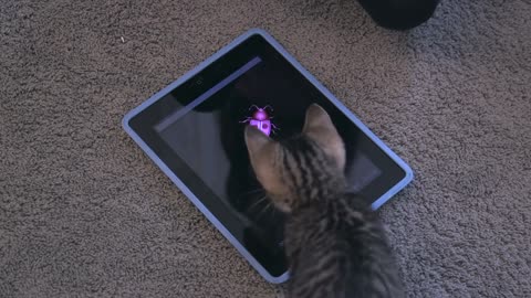 This Is what it looks like when a cats play on an iPad (And Why They Should)