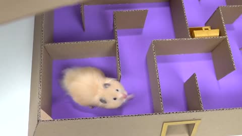 My Funny Pet Hamster in 6-Level Pyramid Maze