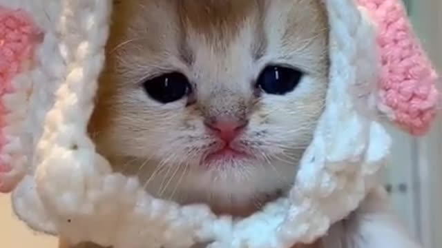 Cute baby cat Shorts videos