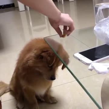 Have you tried this with your dog? Is this like an IQ test?