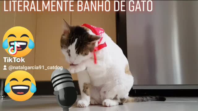 Literalmente banho de gato ao vivo