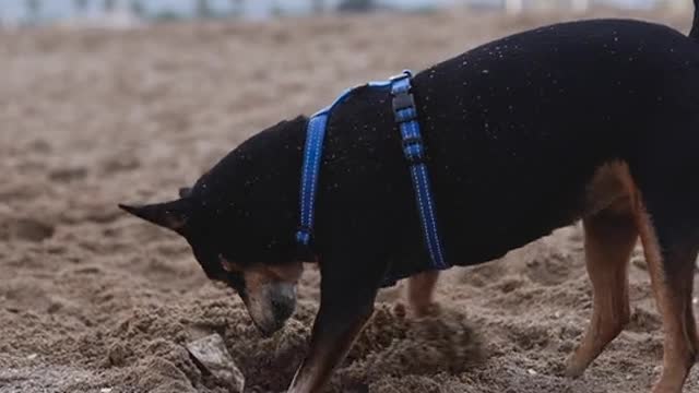 A Dog in a Pet Harness Digging