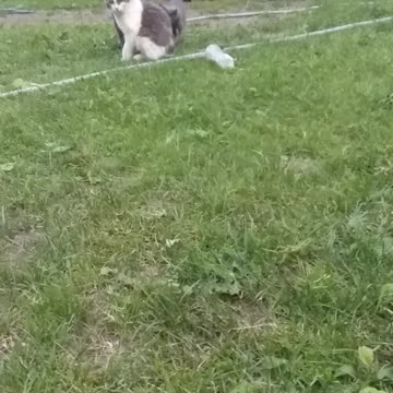 Psalm 1 (King James Bible )